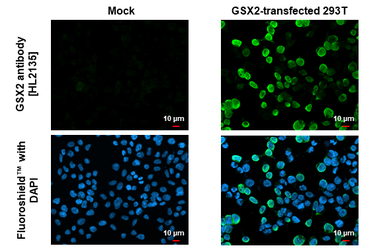 Anti-GSX2 antibody [HL2135] used in Immunocytochemistry/ Immunofluorescence (ICC/IF). GTX638107